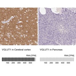 VGLUT1 Antibody, Novus Biologicals 0.1mL; Unlabeled:Antibodies, Polyclonal